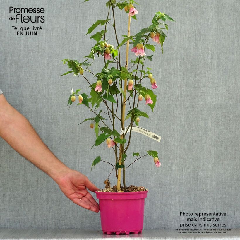 Esimerkki kesällä toimitetusta Vaahtera-aulio Pink Charm 3 litran/4 litran ruukku-taimesta