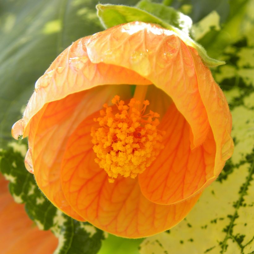 Vaahtera-aulio Savitzii (Flowering)