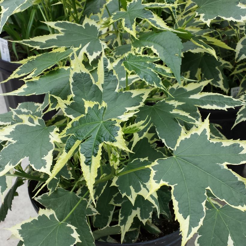 Kirjoaulio Souvenir de Bonn (Foliage)
