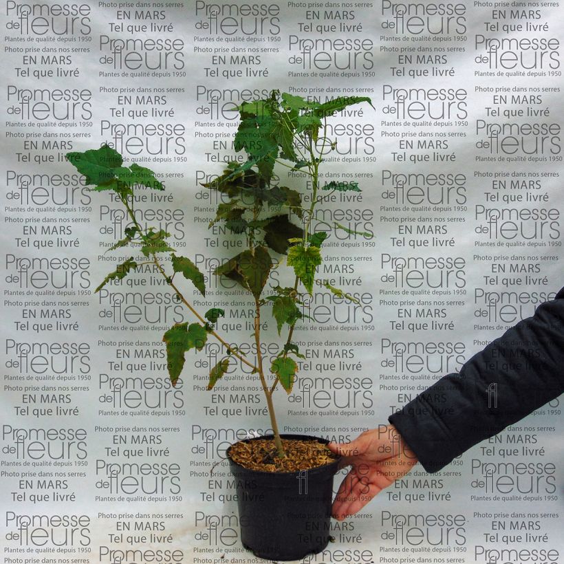 Esimerkki toimitetusta Vaahtera-aulio Suntense Pot de 3L/4L-taimesta