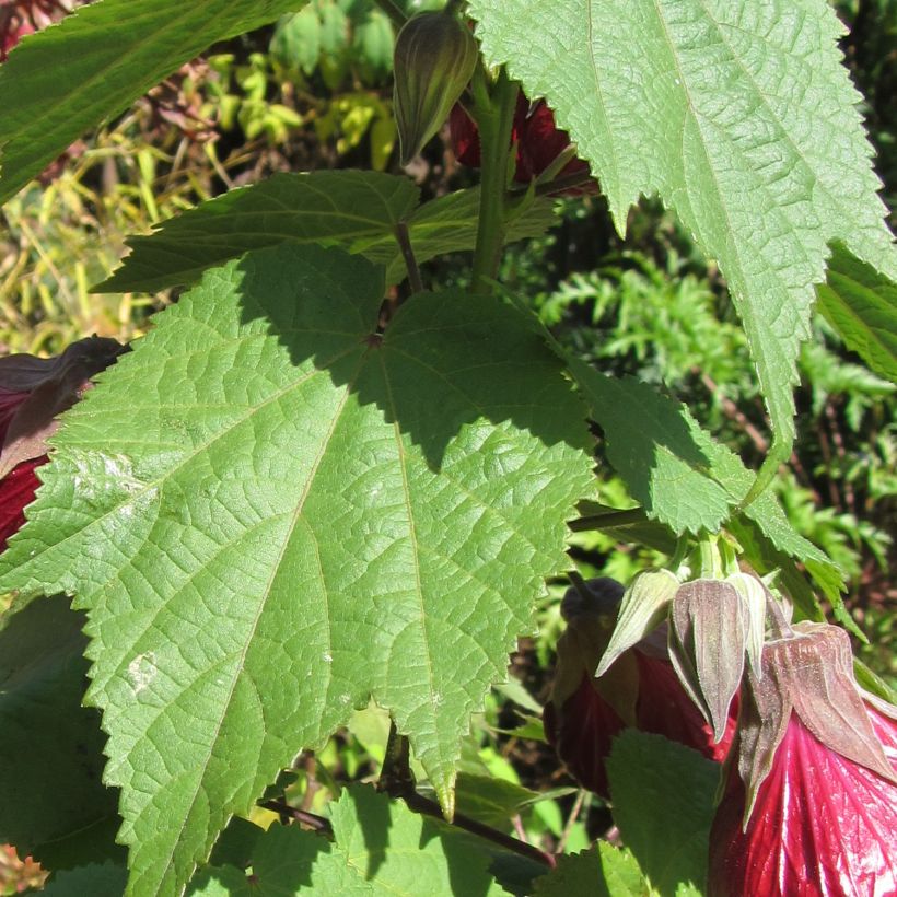 Vaahtera-aulio Nabob (Foliage)