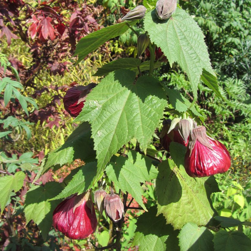 Vaahtera-aulio Nabob (Plant habit)