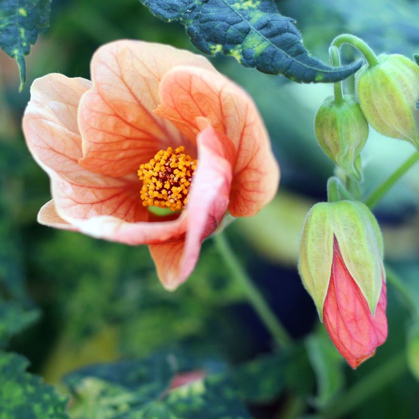 Kirjoaulio Thompsonii (Flowering)