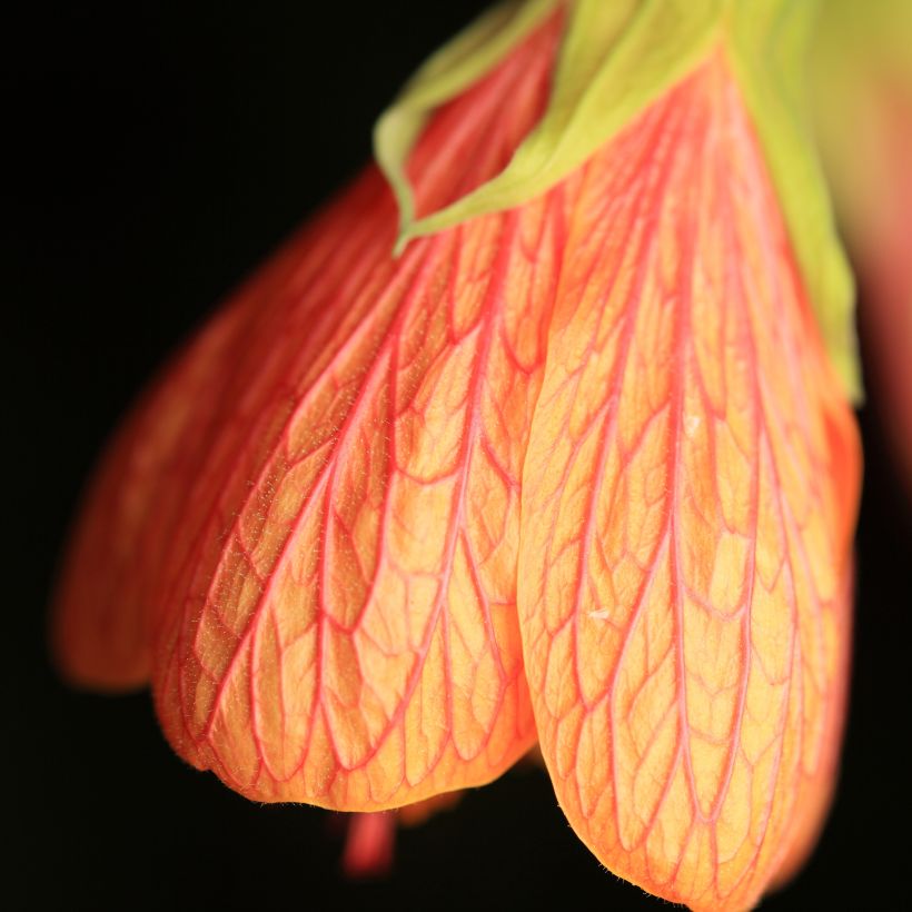 Kirjoaulio Souvenir de Bonn (Flowering)