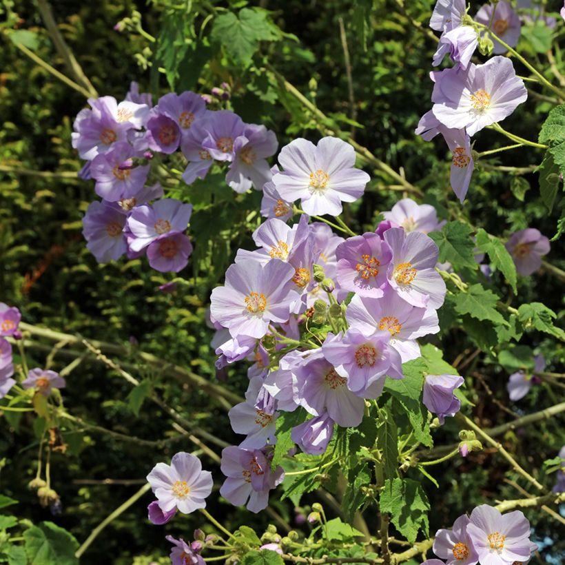 Nukka-aulio - Abutilon vitifolium (Flowering)