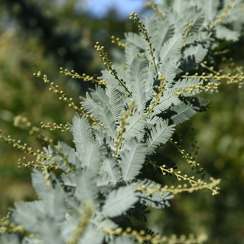 Kulta-akaasia - Acacia baileyana (Lehvistö)