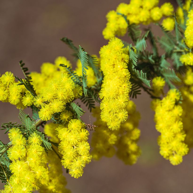 Kulta-akaasia - Acacia baileyana (Kukinta)