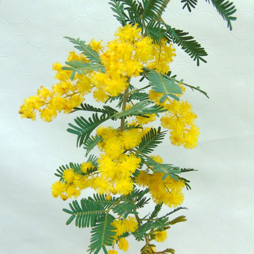 Kulta-akaasia Purpurea (Kukinta)