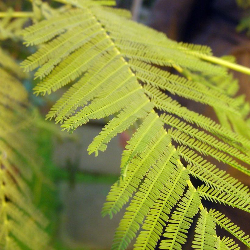 Hopea-akaasia - Acacia dealbata (Lehvistö)