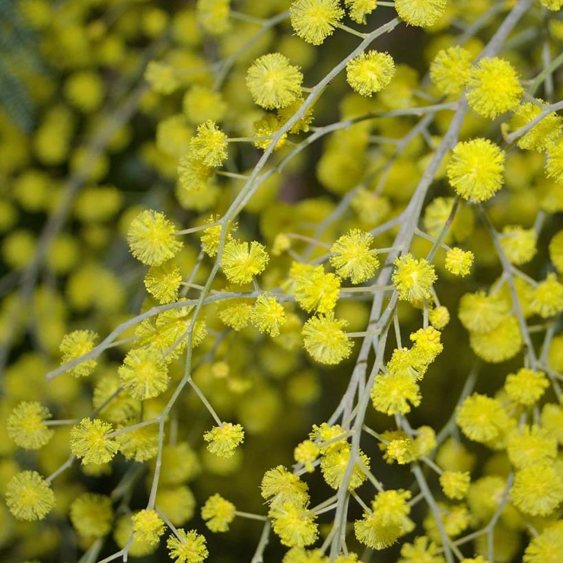 Hopea-akaasia - Acacia dealbata (Kukinta)
