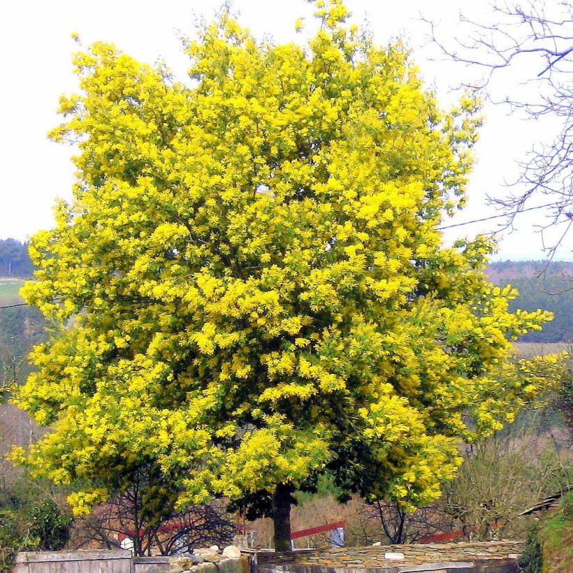 Hopea-akaasia - Acacia dealbata (Kasvutapa)