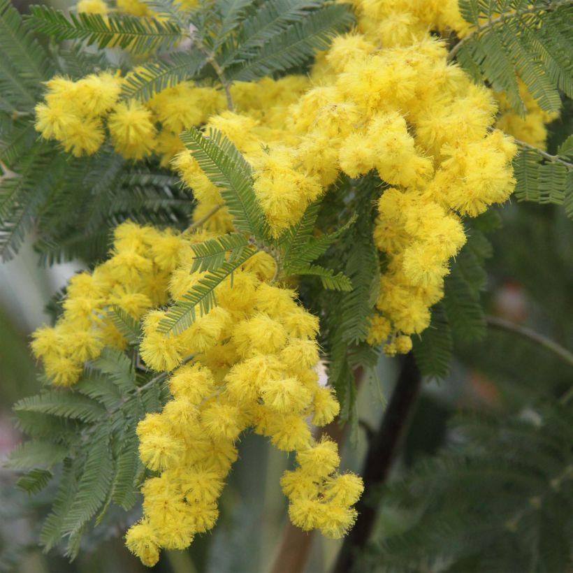Hopea-akaasia Gaulois Astier (Kukinta)