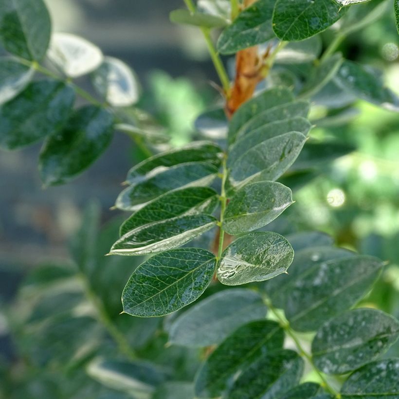 Siperianhernepensas - Caragana arborescens (Lehvistö)