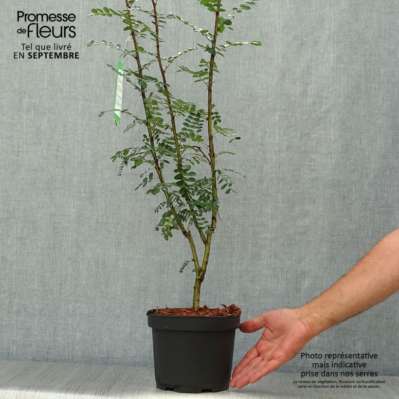 Esimerkki syksyllä toimitetusta Siperianhernepensas - Caragana arborescens 2 litran/3 litran ruukku-taimesta