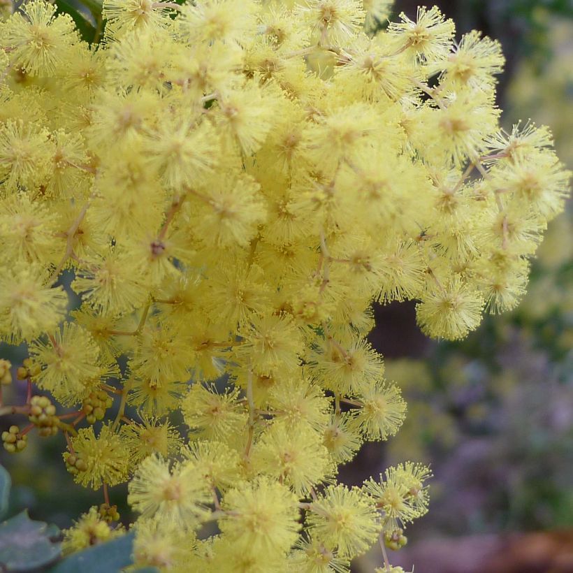 Akaasia - Acacia pravissima (Kukinta)