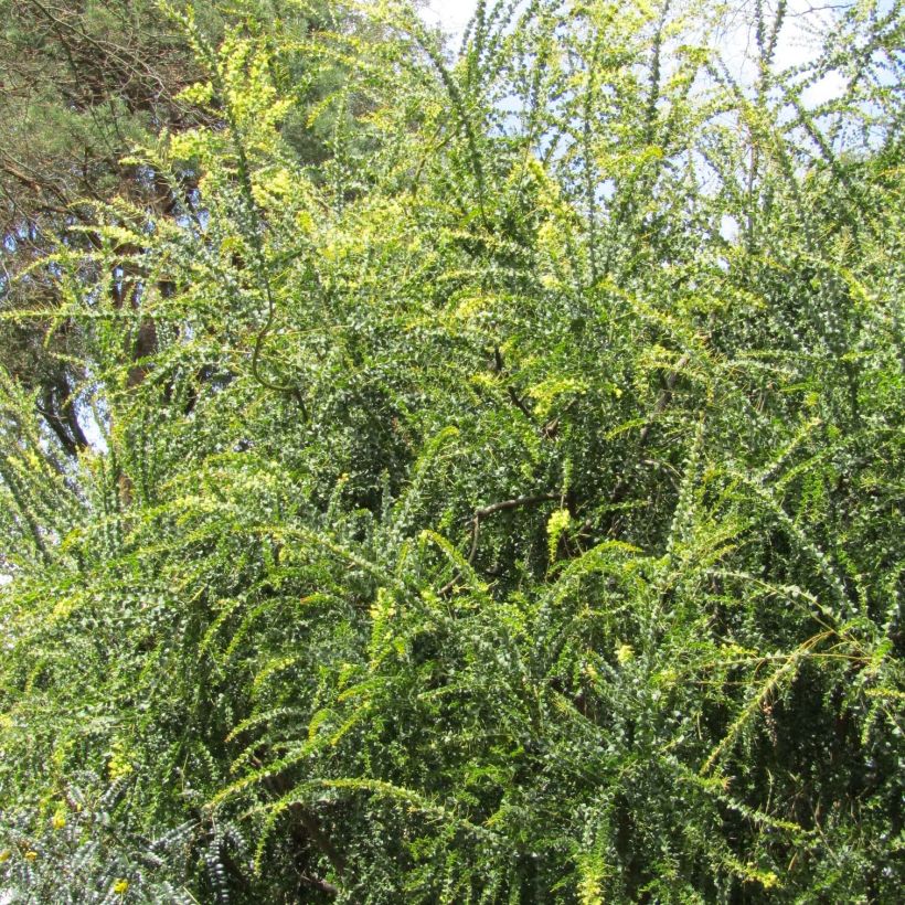 Akaasia - Acacia pravissima (Kasvutapa)