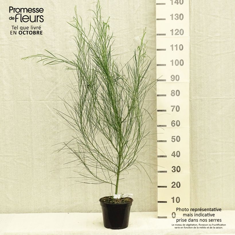 Esimerkki syksyllä toimitetusta Akaasia - Acacia retinodes 2 litran/3 litran ruukku-taimesta
