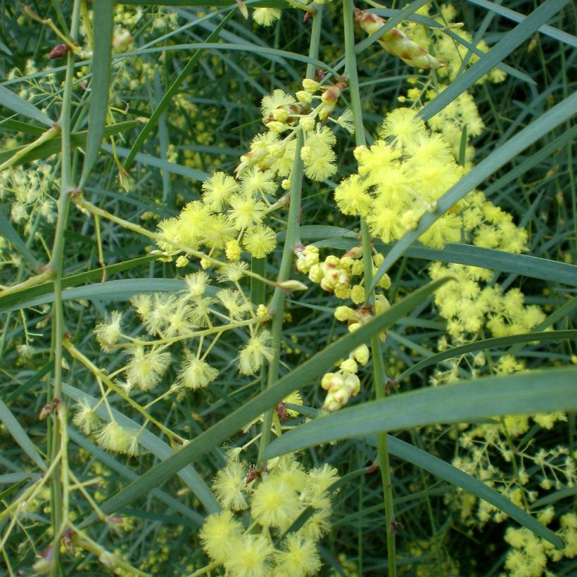 Akaasia - Acacia iteaphylla (Kukinta)