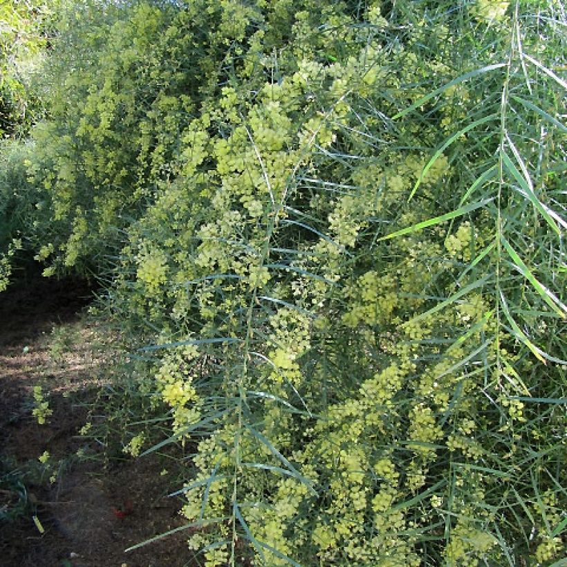 Akaasia - Acacia iteaphylla (Kasvutapa)