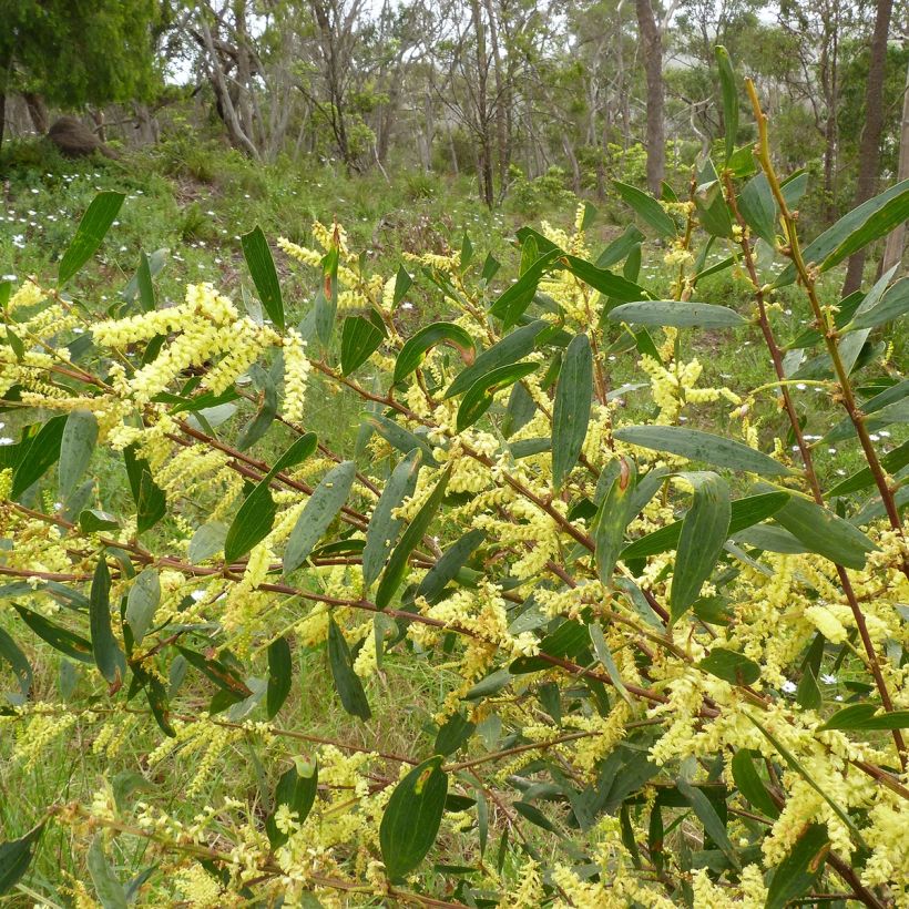 Pajuakaasia - Acacia longifolia (Lehvistö)