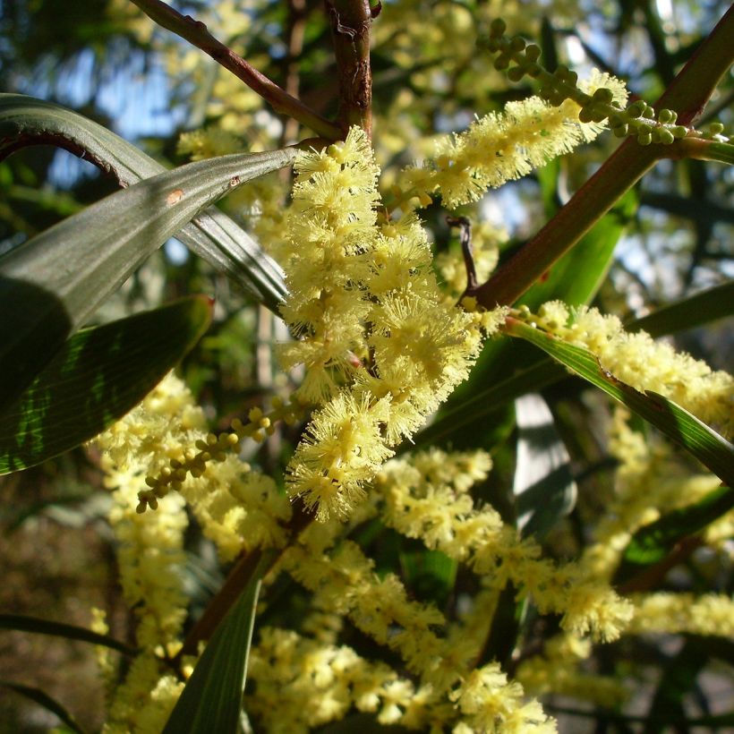 Pajuakaasia - Acacia longifolia (Kukinta)