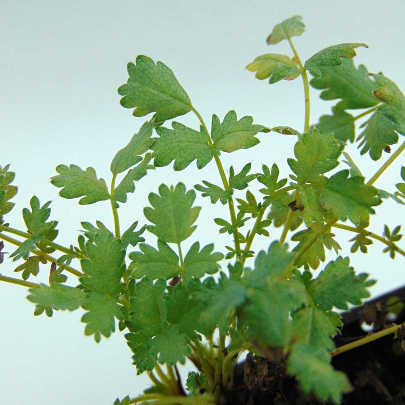 Siniakeena - Acaena buchananii (Foliage)
