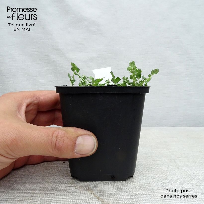 Example of Siniakeena - Acaena buchananii Godet de 8/9 cm as you get in printemps
