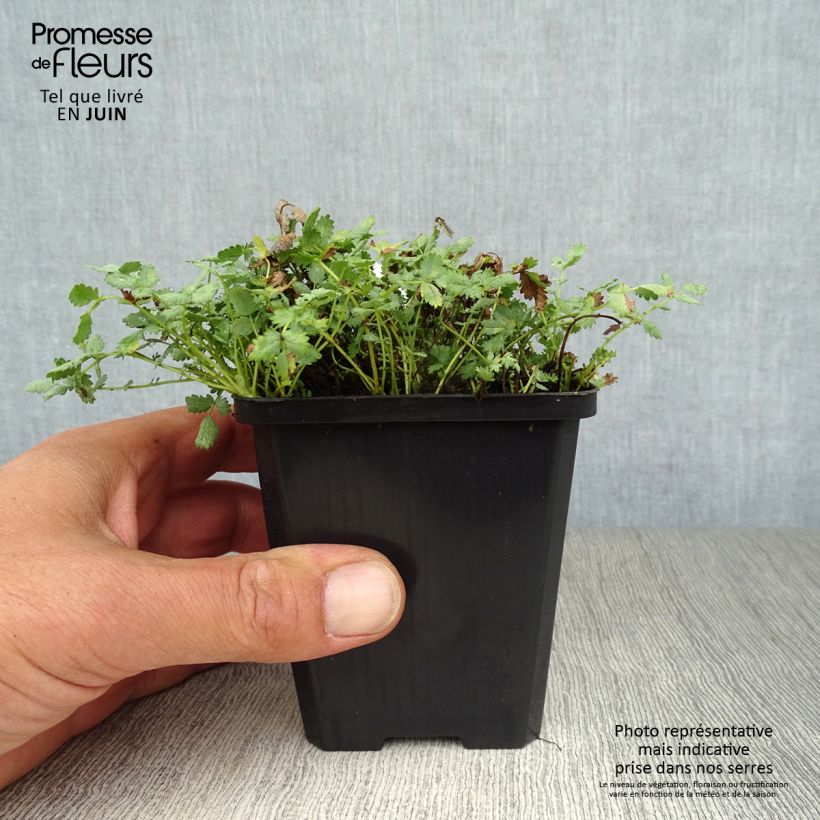 Esimerkki kesällä toimitetusta Siniakeena - Acaena buchananii Godet de 8/9 cm-taimesta