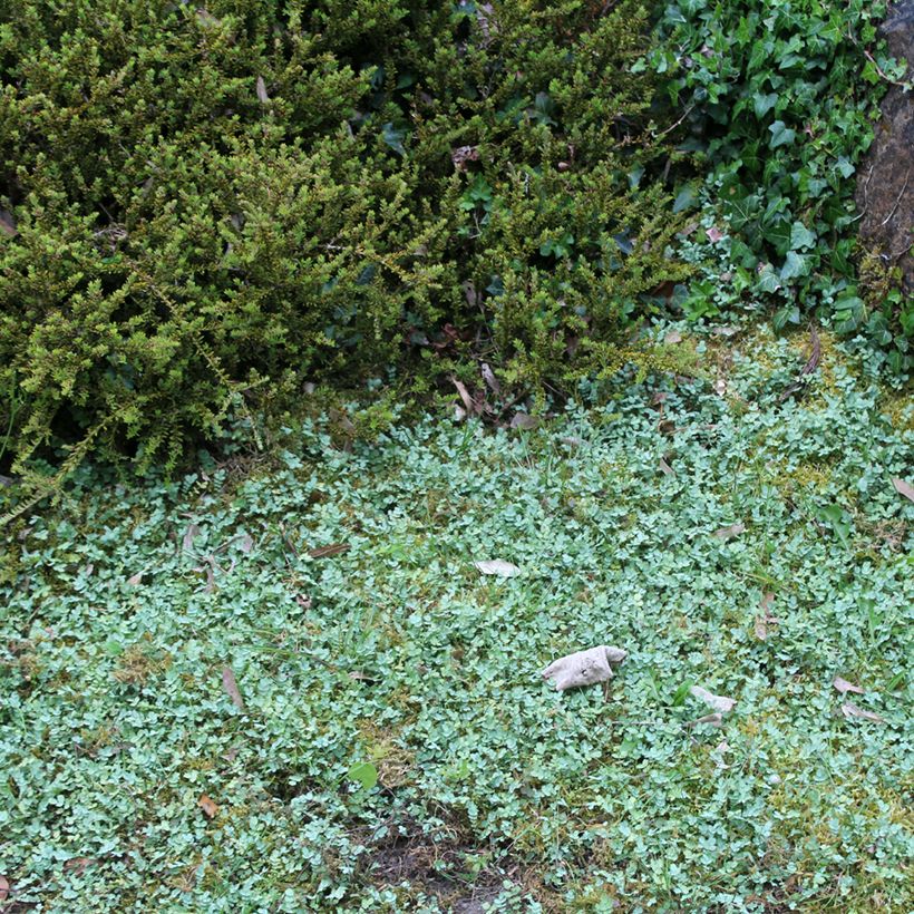 Siniakeena - Acaena buchananii (Plant habit)