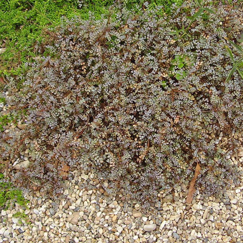 Maorinakeena Blue Haze (Kasvutapa)