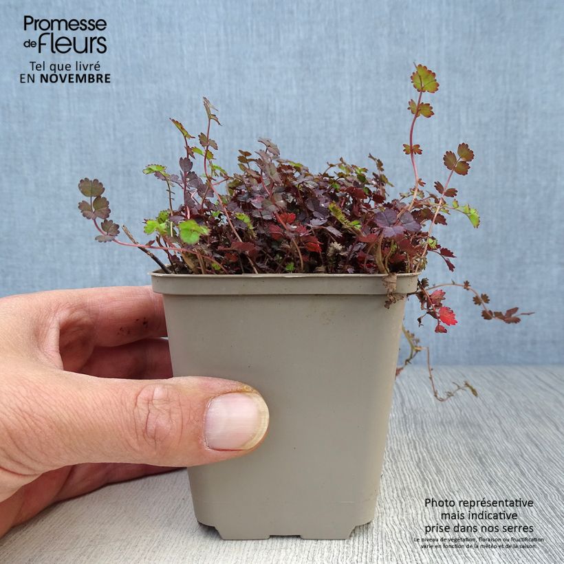 Esimerkki syksyllä toimitetusta Akeena Purpurea 8/9 cm taimiruukku-taimesta