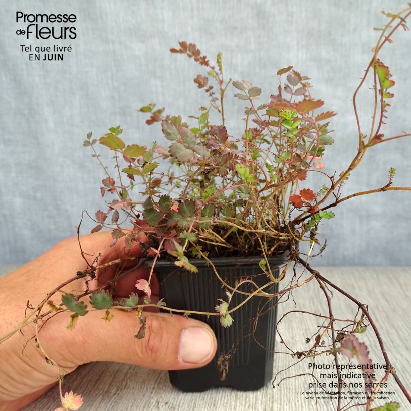 Esimerkki kesällä toimitetusta Akeena Purpurea Godet de 8/9 cm-taimesta