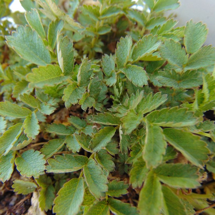 Tulimaanakeena - Acaena magellanica (Lehvistö)