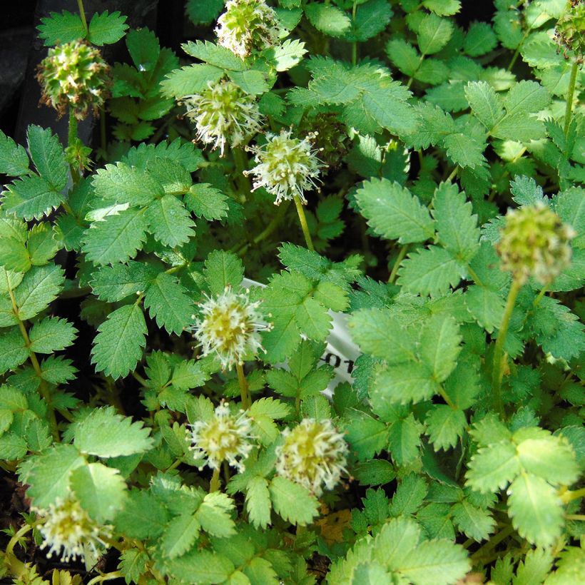 Tulimaanakeena - Acaena magellanica (Kukinta)