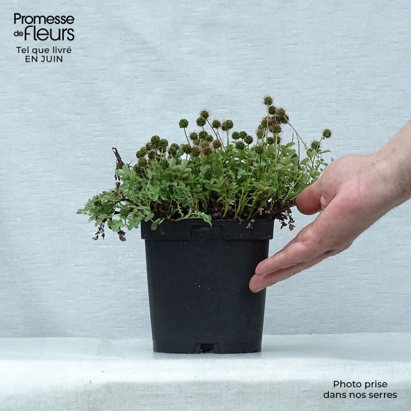 Esimerkki kesällä toimitetusta Tulimaanakeena - Acaena magellanica Pot de 2L/3L-taimesta