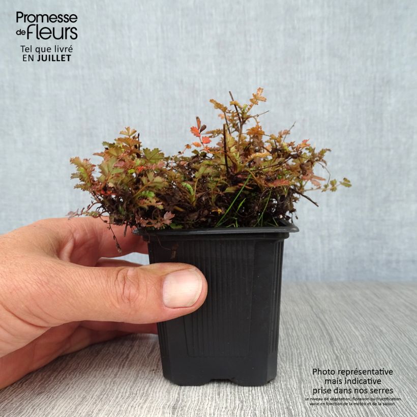 Esimerkki kesällä toimitetusta Ruskoakeena Kupferteppich Godet de 8/9 cm-taimesta