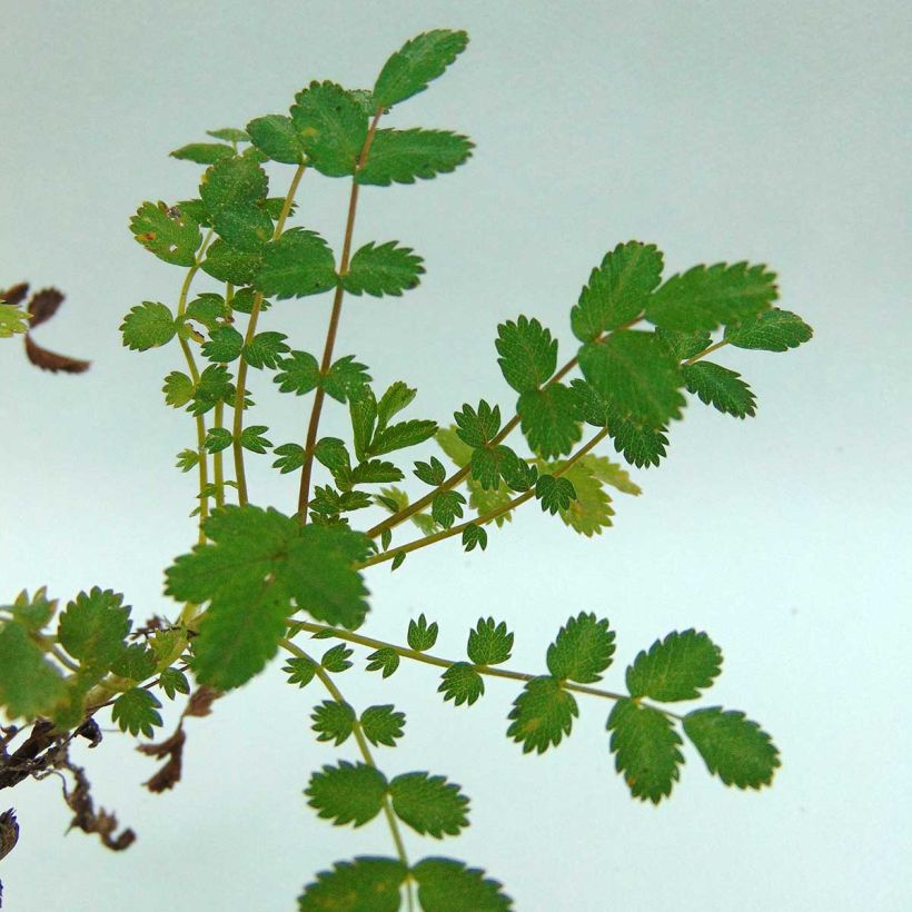 Ruskoakeena - Acaena microphylla (Lehvistö)