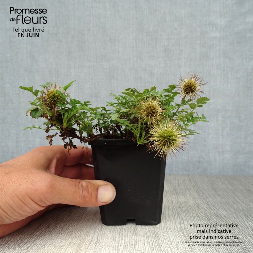 Esimerkki kesällä toimitetusta Ruskoakeena - Acaena microphylla Godet de 8/9 cm-taimesta
