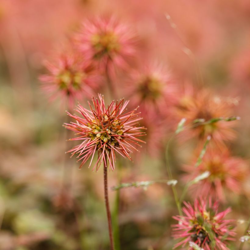 Ruskoakeena - Acaena microphylla (Kukinta)