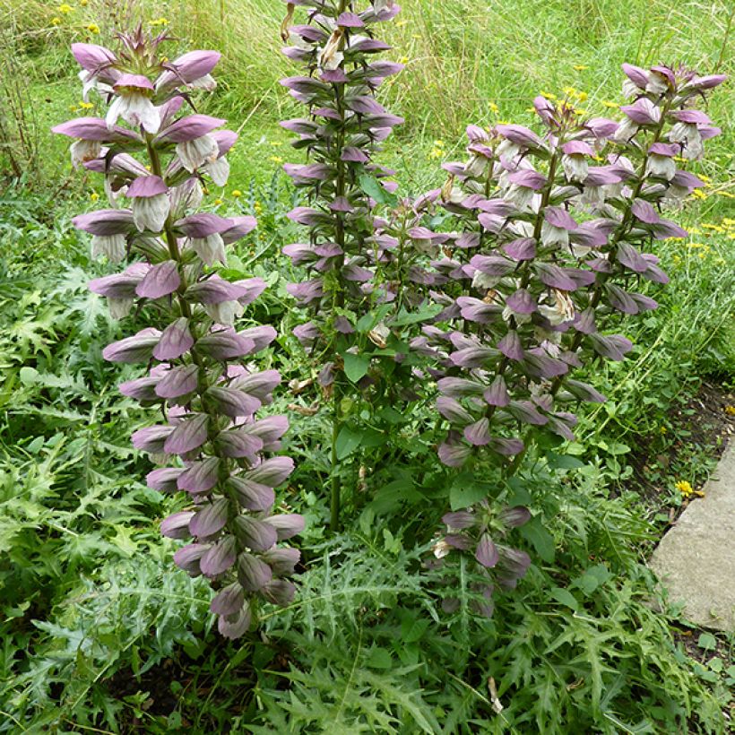 Piikkiakantti - Acanthus spinosus (Kukinta)