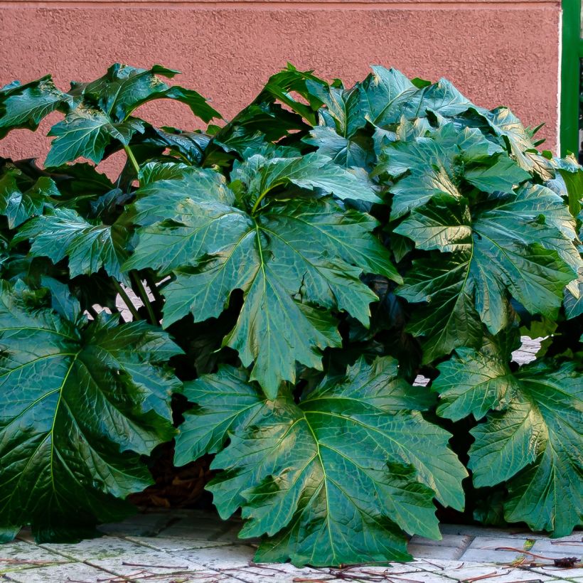 Piikkiakantti - Acanthus spinosus (Lehvistö)