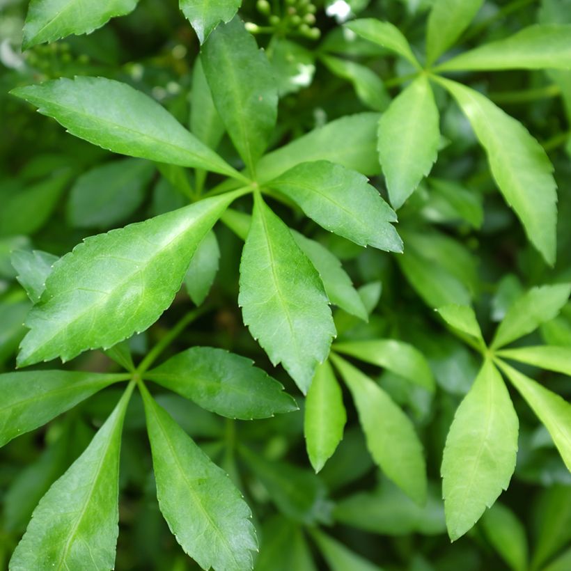 Acanthopanax henryi Nana (Lehvistö)