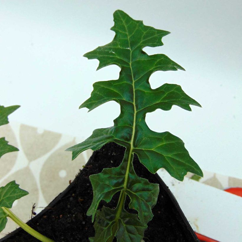 Balkaninakantti - Acanthus hungaricus (Lehvistö)
