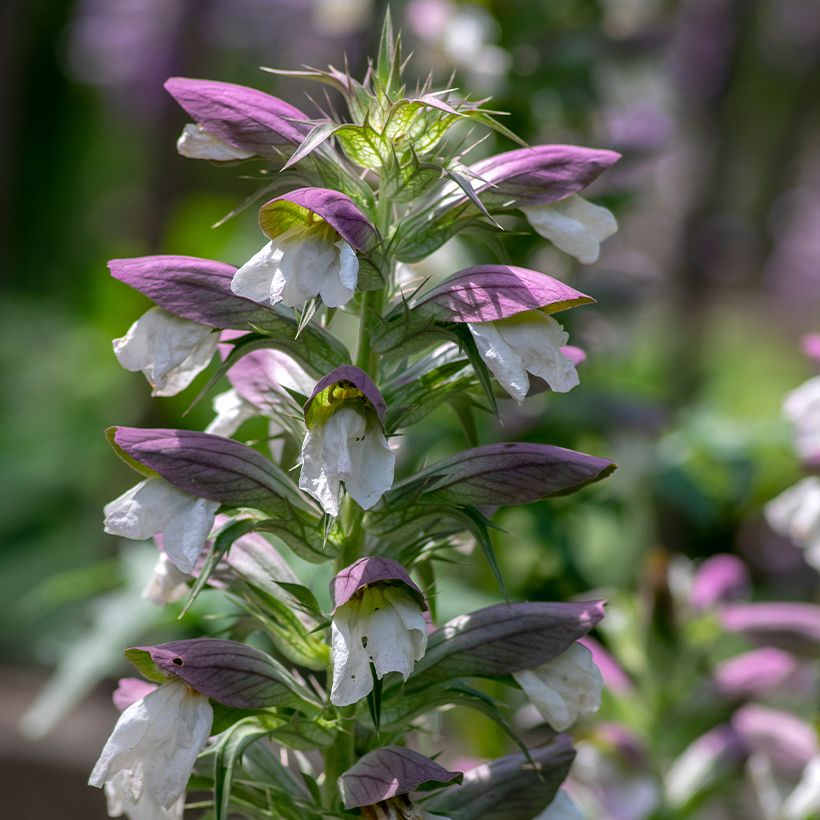 Balkaninakantti - Acanthus hungaricus (Kukinta)