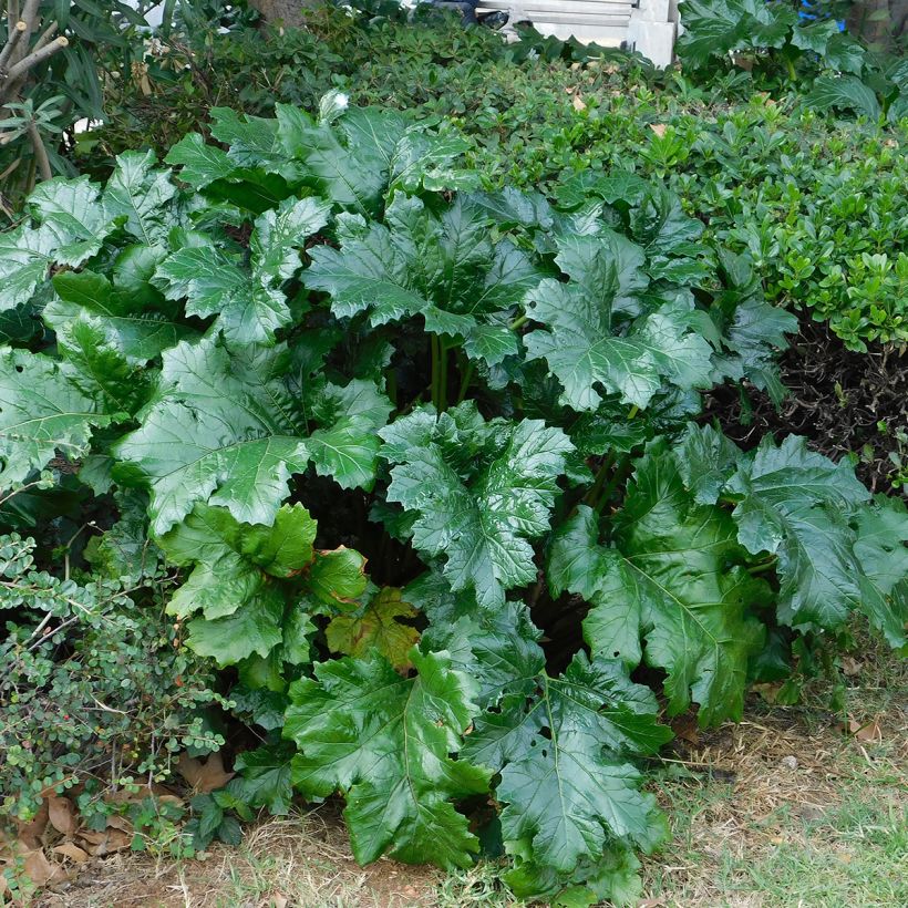 Kreikanakantti - Acanthus mollis (Lehvistö)