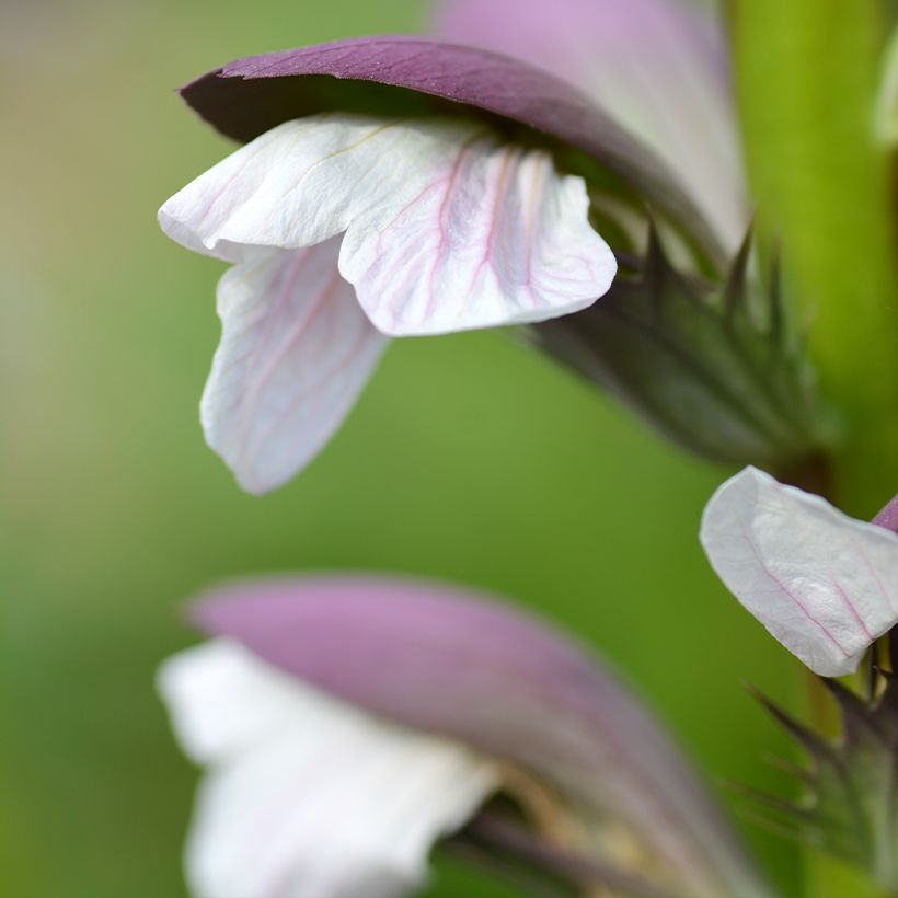 Kreikanakantti - Acanthus mollis (Kukinta)