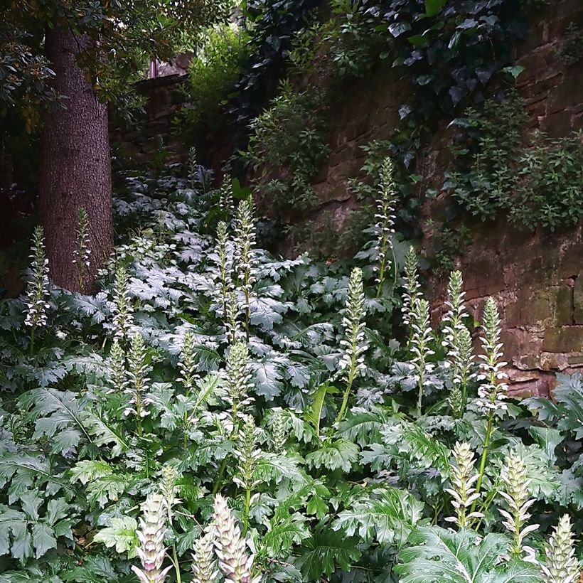 Kreikanakantti - Acanthus mollis (Kasvutapa)