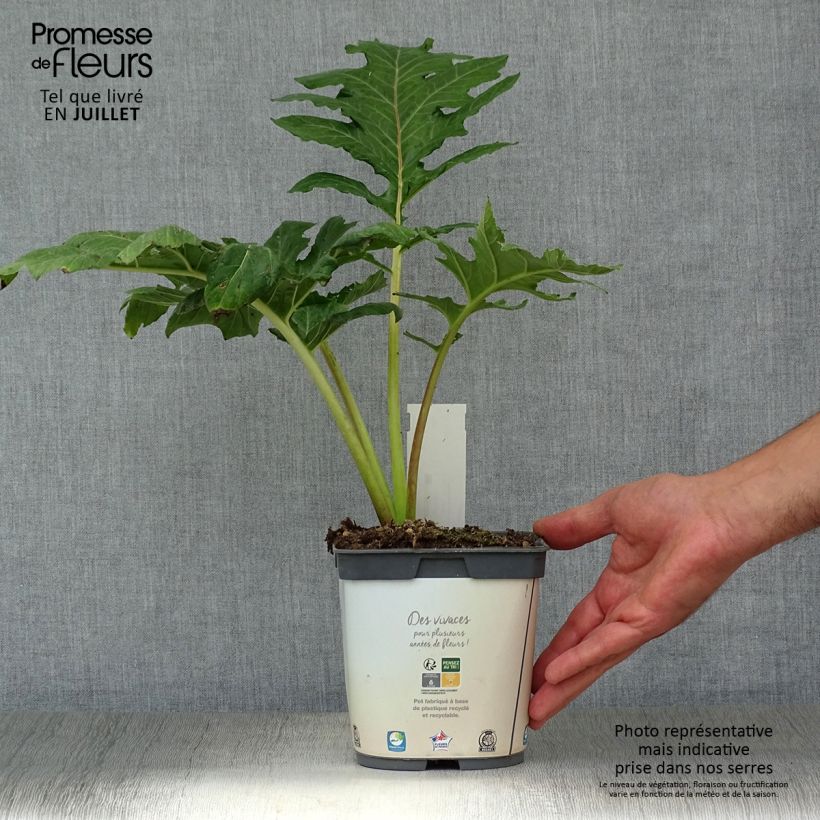 Esimerkki kesällä toimitetusta Kreikanakantti - Acanthus mollis Ruukku 2L / 3L-taimesta