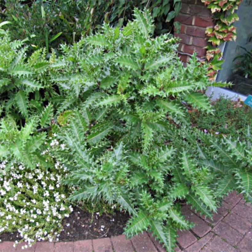 Akanti - Acanthus sennii (Kasvutapa)