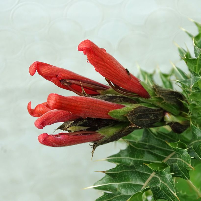 Akanti - Acanthus sennii (Kukinta)